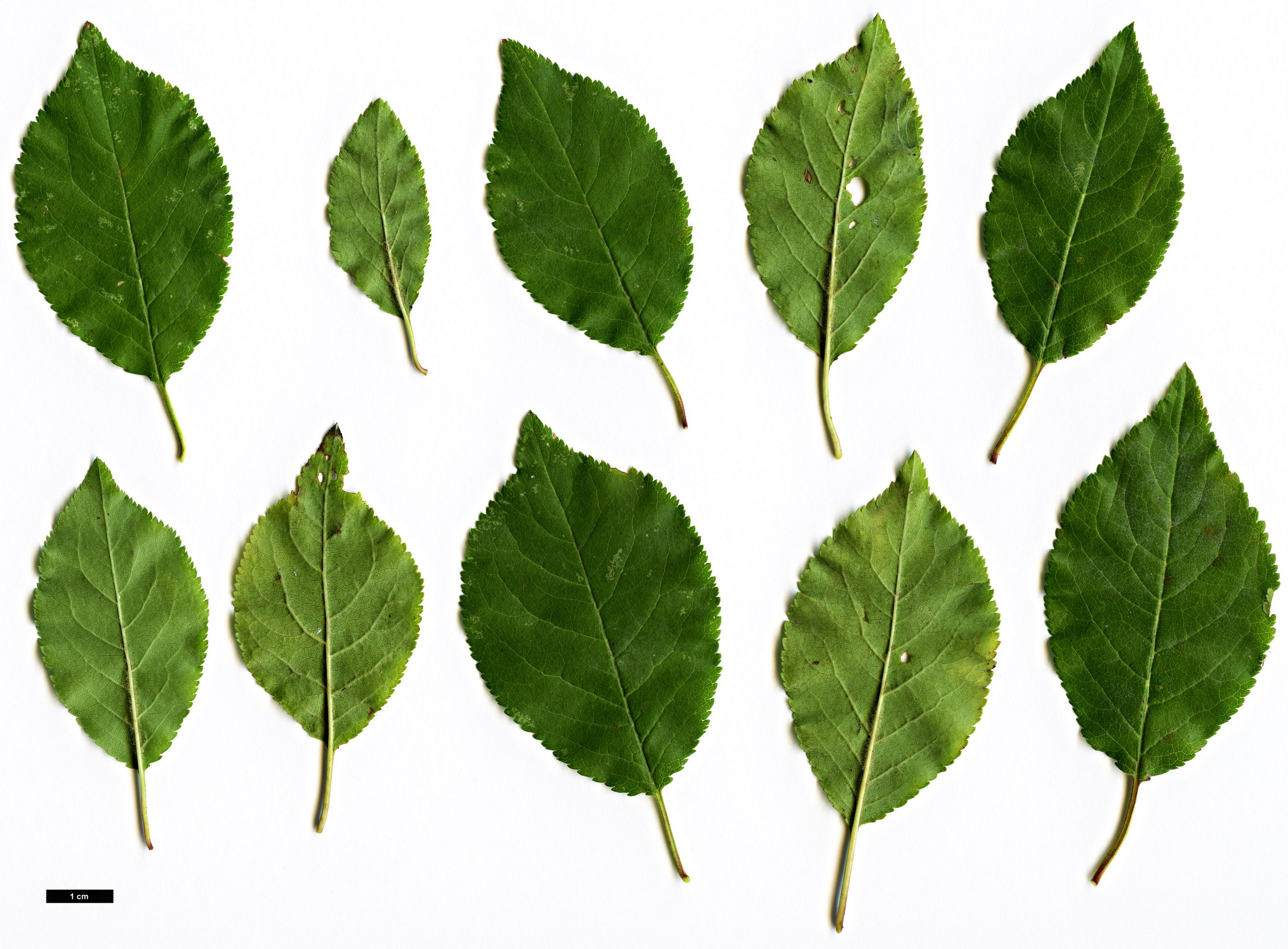 High resolution image: Family: Rosaceae - Genus: Prunus - Taxon: cerasifera